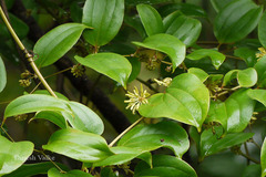 Smilax ovalifolia
